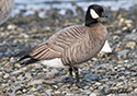 Branta hutchinsii